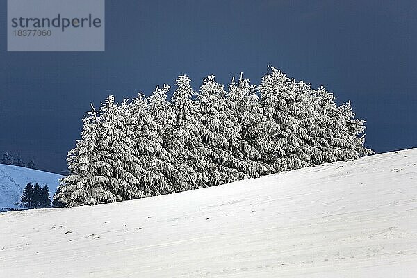 Schneebedeckte Baumgruppe in einem Schneefeld  Schauinsland  Schwarzwald  Baden-Württemberg  Deutschland  Europa