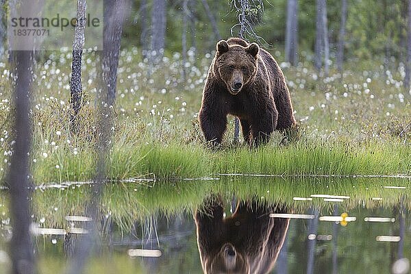 Braunbär (Ursus arctos)  Waldlichtung  Wollgras  Spiegelung  Kuusamo  Finnland  Europa