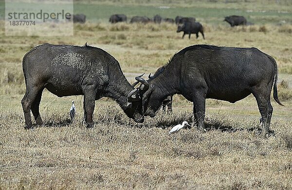 Kaffernbüffel (Syncerus caffer) kämpfen in Kenia