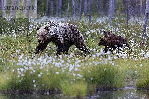 Braunbär (Ursus arctos)  hell  Mutter mit 2 Kindern  Waldlichtung  Wollgras  Kuusamo  Finnland  Europa