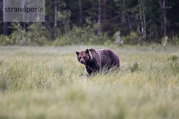 Braunbär (Ursus arctos)  Alpha-Bär  Waldlichtung  Kuusamo  Finnland  Europa