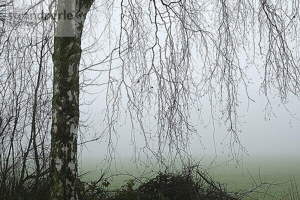 Birke im Nebel  Nordrhein-Westfalen  Deutschland  Europa