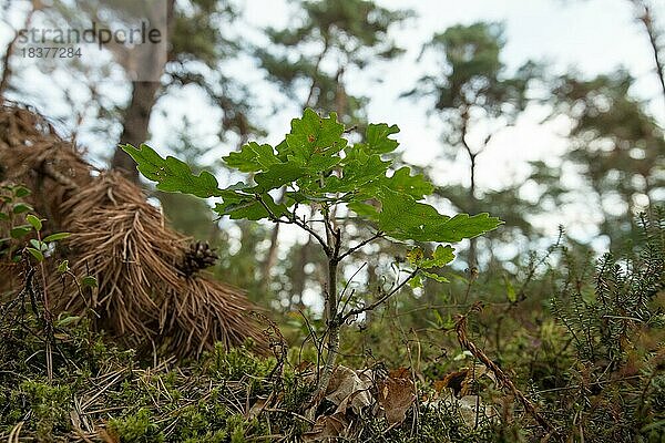 Darßer Urwald  junge Eiche (Quercus) wächst unter Kiefern (Pinus)  Nationalpark Vorpommersche Boddenlandschaft  Mecklenburg-Vorpommern  Deutschland  Europa