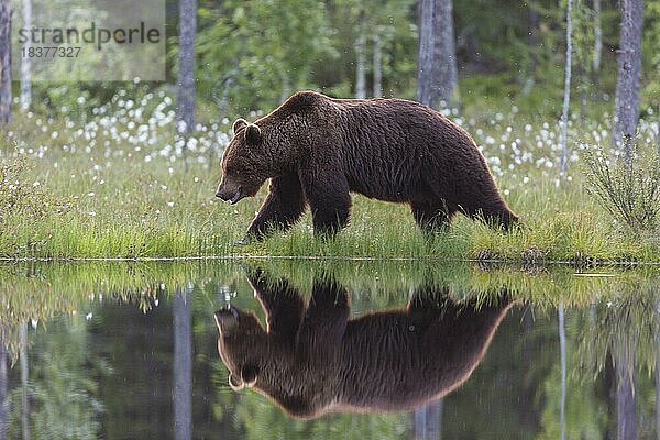 Braunbär (Ursus arctos)  Waldlichtung  Wollgras  Spiegelung im See  Finnland  Europa