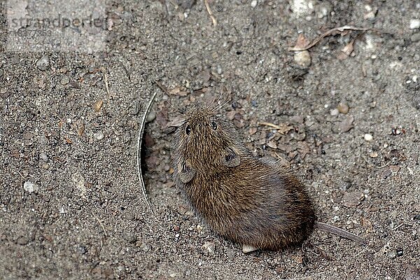Wühlmäuse (Arvicolinae)  Wühler (Cricetidae)  Maus  Nagetier  draußen  Eine Wühlmaus mit ihrem rotbraunen Fell sitzt auf der Erde