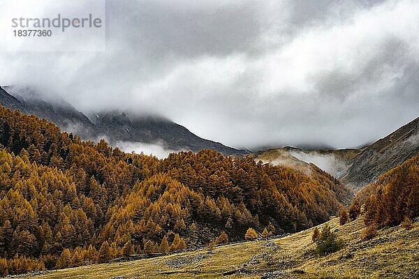 Herbstlicher Lärchenwald (Larix) in Berglandschaft  Pfossental  Meran  Vinschgau  Südtirol  Italien  Europa