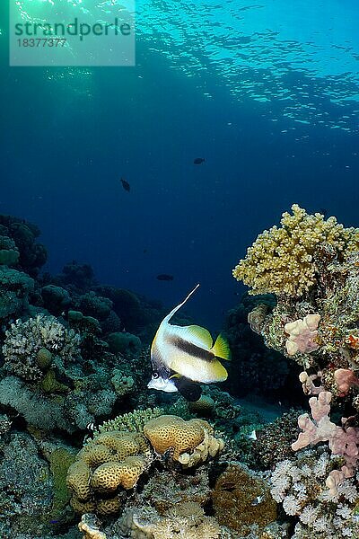 Rotmeer-Wimpelfisch (Heniochus intermedius) im gesunden Korallenriff  im Abendlicht. Tauchplatz Hausriff Mangrove Bay  El Quesir  Ägypten  Rotes Meer  Afrika