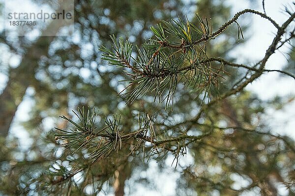 Darßer Urwald  Kiefernast (Pinus) mit Nadeln in Nahaufnahme  Nationalpark Vorpommersche Boddenlandschaft  Mecklenburg-Vorpommern  Deutschland  Europa