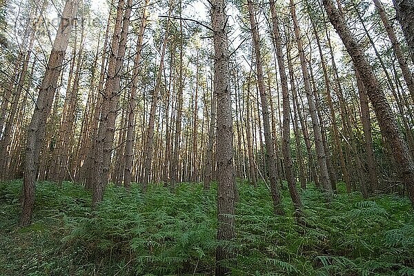 Darßer Urwald  Kiefernwald (Pinus) mit Farn als Unterbewuchs  Nationalpark Vorpommersche Boddenlandschaft  Mecklenburg-Vorpommern  Deutschland  Europa