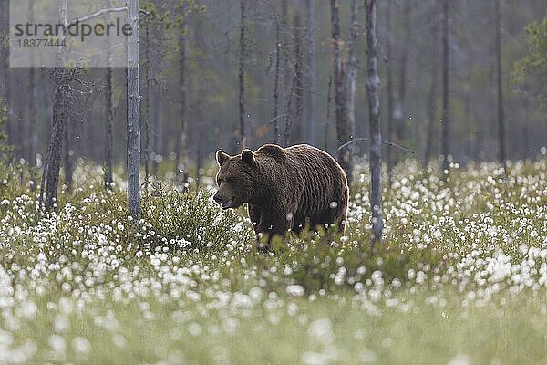 Braunbär (Ursus arctos)  Waldlichtung  Wollgras  Kuusamo  Finnland  Europa