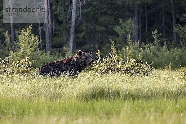 Braunbär (Ursus arctos)  Alpha-Bär  Waldlichtung  Kuusamo  Finnland  Europa