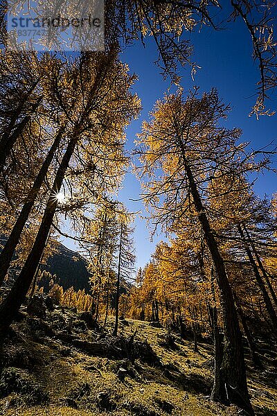 Herbstliche Lärchen (Larix) auf Bergwiese  Martelltal  Meran  Vinschgau  Südtirol  Italien  Europa