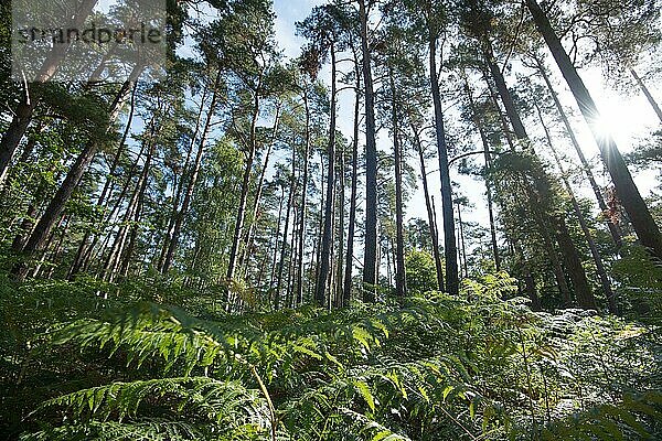 Darßer Urwald  Nadelbaummischwald mit Unterbewuchs  Nationalpark Vorpommersche Boddenlandschaft  Mecklenburg-Vorpommern  Deutschland  Europa