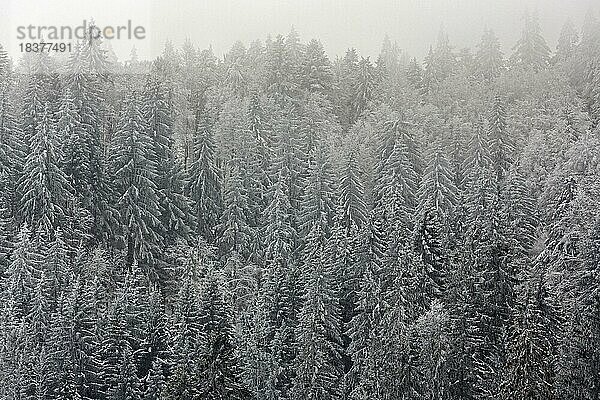 Schneebedeckte Nadelbäume  Schwarzwald  Baden-Württemberg  Deutschland  Europa