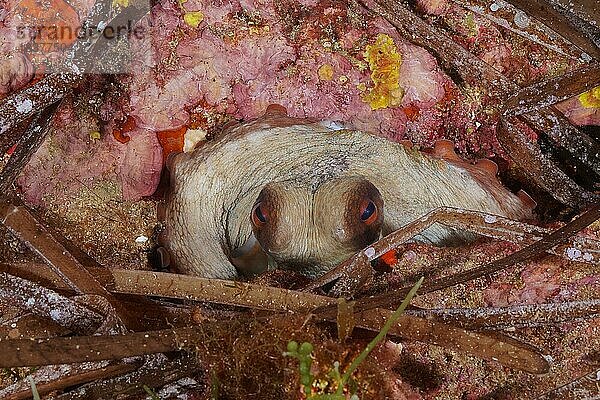 Portrait von Gemeiner Krake (Octopus vulgaris) in seinem Unterschlupf. Mittelmeer bei Hyères. Tauchplatz Halbinsel Giens  Côte dAzur  Frankreich  Europa