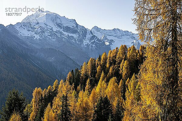Herbstlicher Lärchenwald (Larix) in Berglandschaft  Martelltal  Meran  Vinschgau  Südtirol  Italien  Europa
