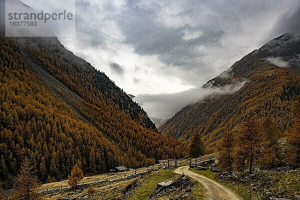 Herbstlicher Lärchenwald (Larix) in Berglandschaft  Pfossental  Meran  Vinschgau  Südtirol  Italien  Europa