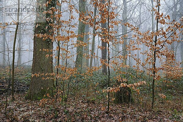Laubwald im Nebel  Nordrhein-Westfalen  Deutschland  Europa