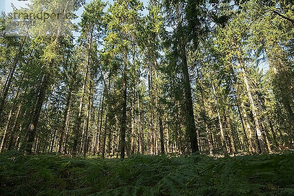 Darßer Urwald  Nadelbaummischwald mit Unterbewuchs  Nationalpark Vorpommersche Boddenlandschaft  Mecklenburg-Vorpommern  Deutschland  Europa