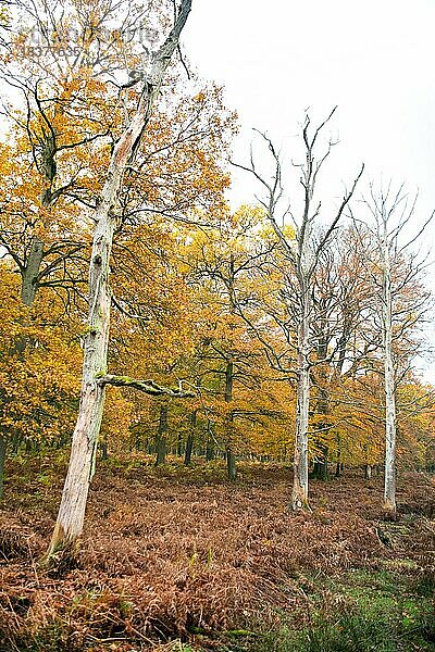 Eichenwald (Quercus) mit stehendem Totholz  mit Herbstlaub und vertrocknetem Farn als Unterbewuchs  Naturschutzgebiet Diersfordter Wald  Deutschland  Europa