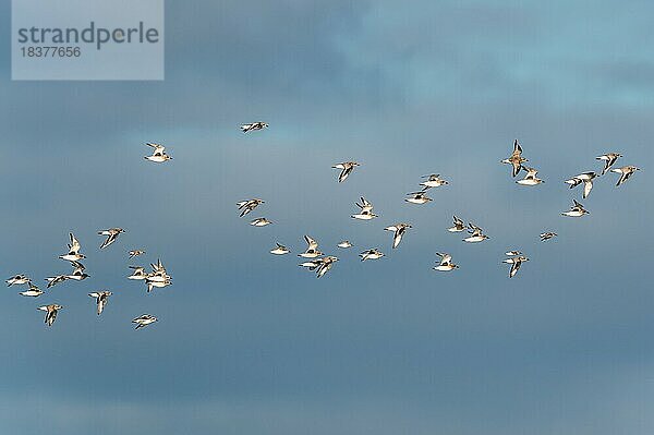 Kiebitzregenpfeifer (Pluvialis squatarola)  Vögel im Flug während des Winterzuges