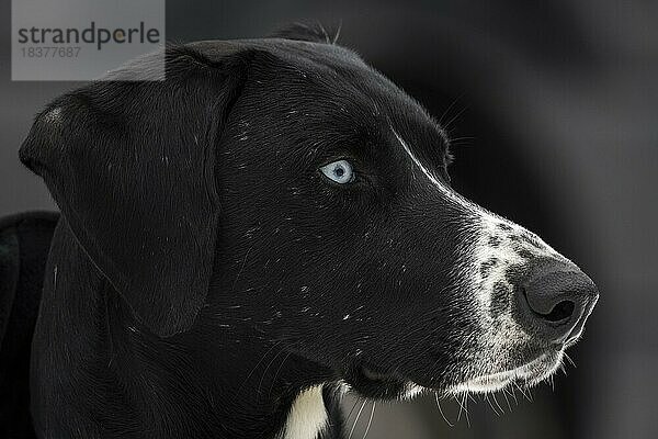 Schwarzer Hund mit blauen Augen  Porträt  Bsden-Württemberg  Deutschland  Europa