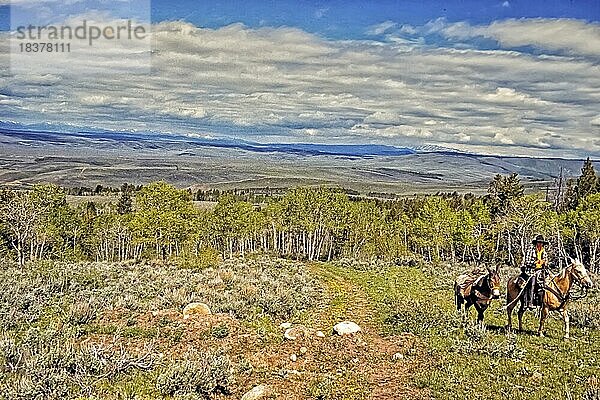 Cowboy mit Packmaultier  Box-R-Ranch  bergiges Waldgebiet  Wyoming  USA  Nordamerika
