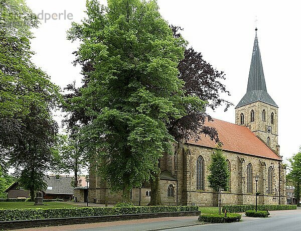 Katholische Pfarrkirche St. Petronilla  Wettringen  Münsterland  Nordrhein-Westfalen  Deutschland  Europa