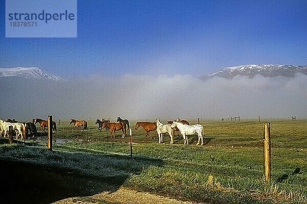 Pferd auf der Ranchweide  blauer Himmel  Landschaft neblig  hinten Sierra Nevada Mountains  bei Bridgeport  California  USA  Nordamerika