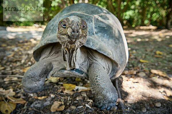 Aldabra-Riesenschildkroeten (Aldabrachelys gigantea) auf der Insel Curieuse  Prasiln Island  Seychellen |Aldabra giant tortoise (Aldabrachelys gigantea) on Curieuse island  Prasiln Island  Seychelles|
