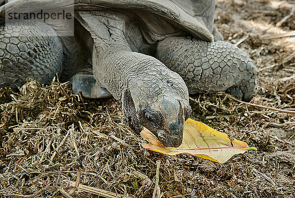 Aldabra-Riesenschildkroeten (Aldabrachelys gigantea) im Union Estate  La Digue  Seychellen. |Aldabra giant tortoise (Aldabrachelys gigantea) on L'Union Estate  La Digue  Seychelles|