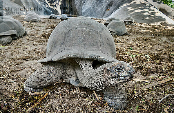Aldabra-Riesenschildkroeten (Aldabrachelys gigantea) im Union Estate  La Digue  Seychellen. |Aldabra giant tortoise (Aldabrachelys gigantea) on L'Union Estate  La Digue  Seychelles|