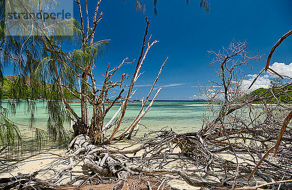 toter Baum am Strand von Curieuse  Prasiln Island  Seychellen |dead tree on beach of Curieuse island  Prasiln Island  Seychelles|