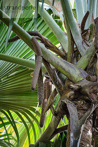 männlicher Teil der Seychellenpalme Coco de mer im Vallee de Mai  Prasiln Island  Seychellen |male part of Coco de mer plant in Vallee de Mai  Prasiln Island  Seychelles|