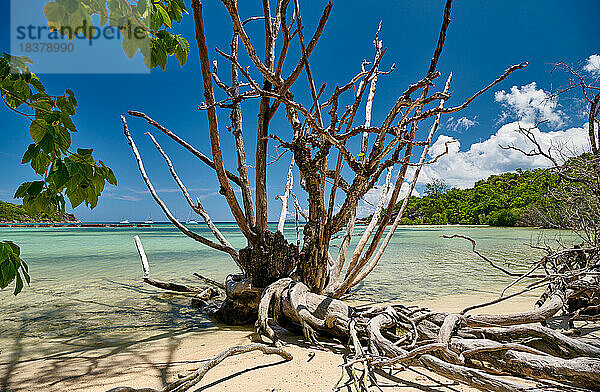 toter Baum am Strand von Curieuse  Prasiln Island  Seychellen |dead tree on beach of Curieuse island  Prasiln Island  Seychelles|