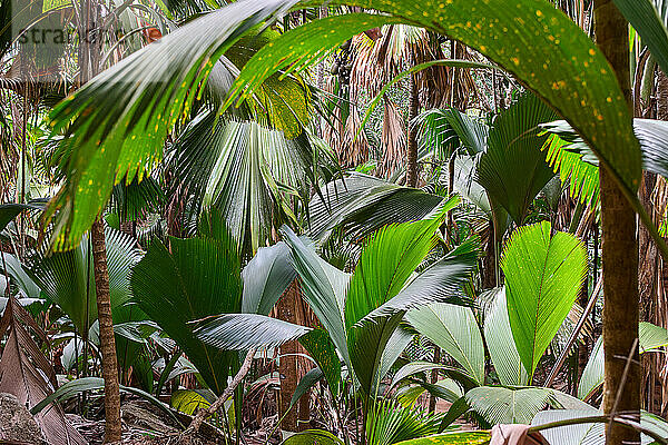 Seychellenpalme Coco de mer im Vallee de Mai  Prasiln Island  Seychellen |Coco de mer plant in Vallee de Mai  Prasiln Island  Seychelles|