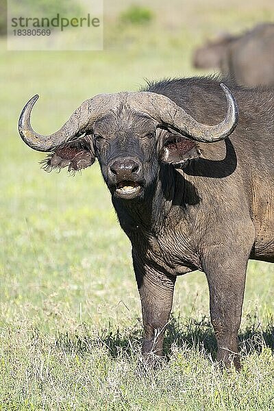 Kaffernbüffel  auch Schwarzbüffel  Afrikanischer Büffel (Syncerus caffer) oder Steppenbüffel  Bulle  frontal  Ngorongoro Conservation Area  Tansania  Afrika