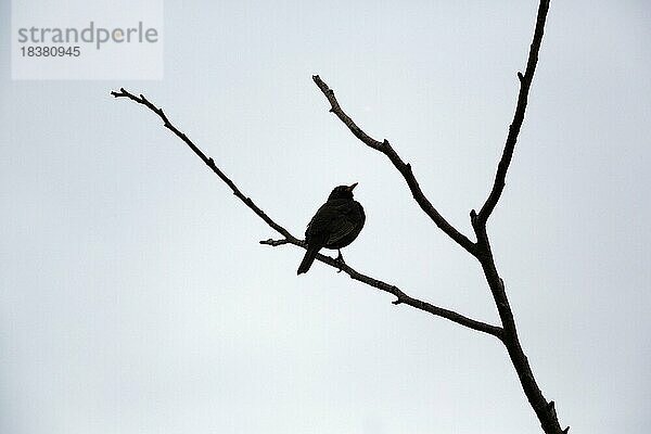 Amsel (Turdus merula)  Silhouette auf einem abgestorbenen Baum  Totholz  Meerbruchswiesen  Meerbruchwiesen  Winzlar  Naturpark Steinhuder Meer  Deutschland  Europa