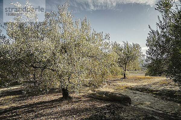 Olivenbäume in einem Olivenhain im Winter in der Nähe der Stadt Gorga  Provinz Alicante  Valencianische Gemeinschaft  Spanien  Europa
