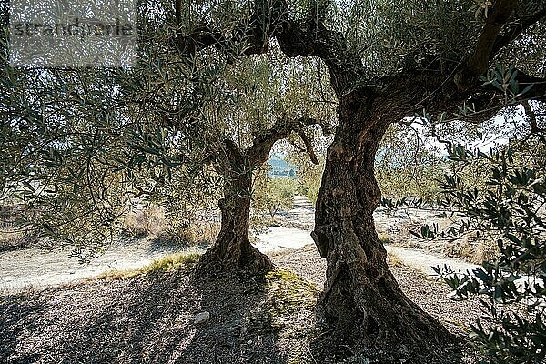 Olivenbäume in einem Olivenhain im Winter in der Nähe der Stadt Gorga  Provinz Alicante  Valencianische Gemeinschaft  Spanien  Europa