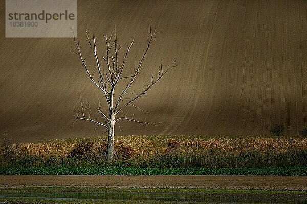 Ein einsamer Baum inmitten schön gewellter mährischer Felder. Tschechische Republik  Mährisch  Tschechische Republik  Europa