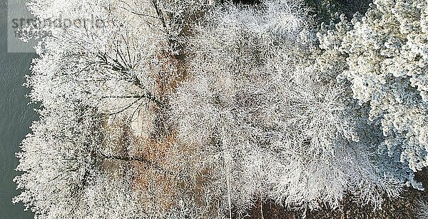 Reif Eis  Unterkühlte Wassertröpfchen gefrieren bei Kontakt auf Bäumen und Straßenschildern  NordrheinWestfalen Deutschland