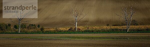 Ein sehr großes Panorama von schön gewellten mährischen Feldern mit einsamen Bäumen zur goldenen Stunde. Tschechische Republik  Mährisch  Tschechische Republik  Europa