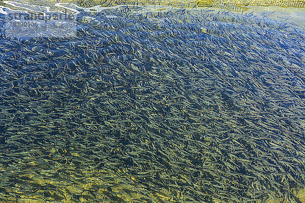 unreife Forelle in Fischbrutteichen in der Nähe von Sun Valley Idaho