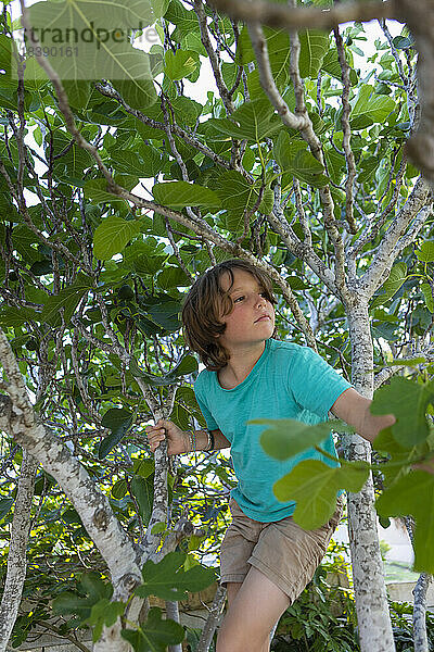 9 Jahre alter Junge klettert auf einen Baum
