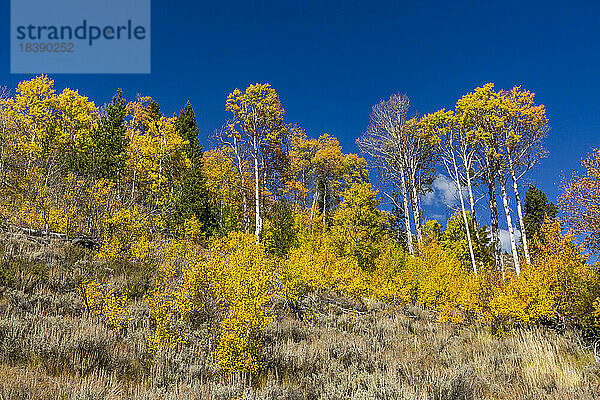 Herbst in den Bergen in der Nähe von Sun Valley Idaho