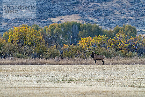 Bull Elk blickt über ein abgeholztes Feld in der Nähe von Sun Valley  Idaho