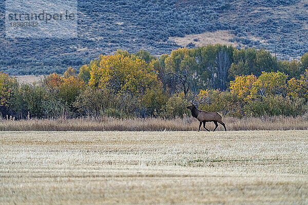 Bull Elch überquert gemähtes Feld in der Nähe von Sun Valley Idaho