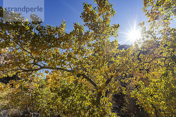 Herbstlaub im Zion-Nationalpark in Utah