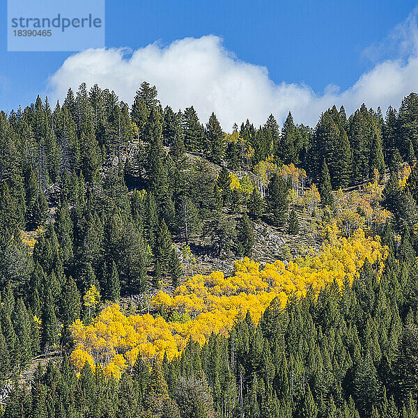 Herbst in den Bergen in der Nähe von Sun Valley Idaho